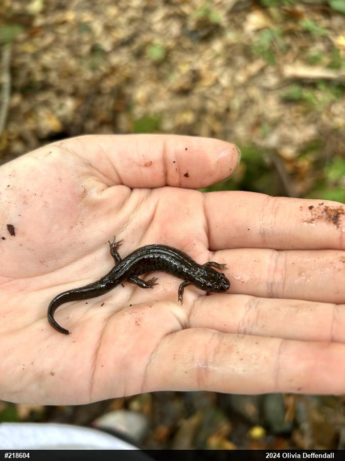 Northern Dusky Salamander