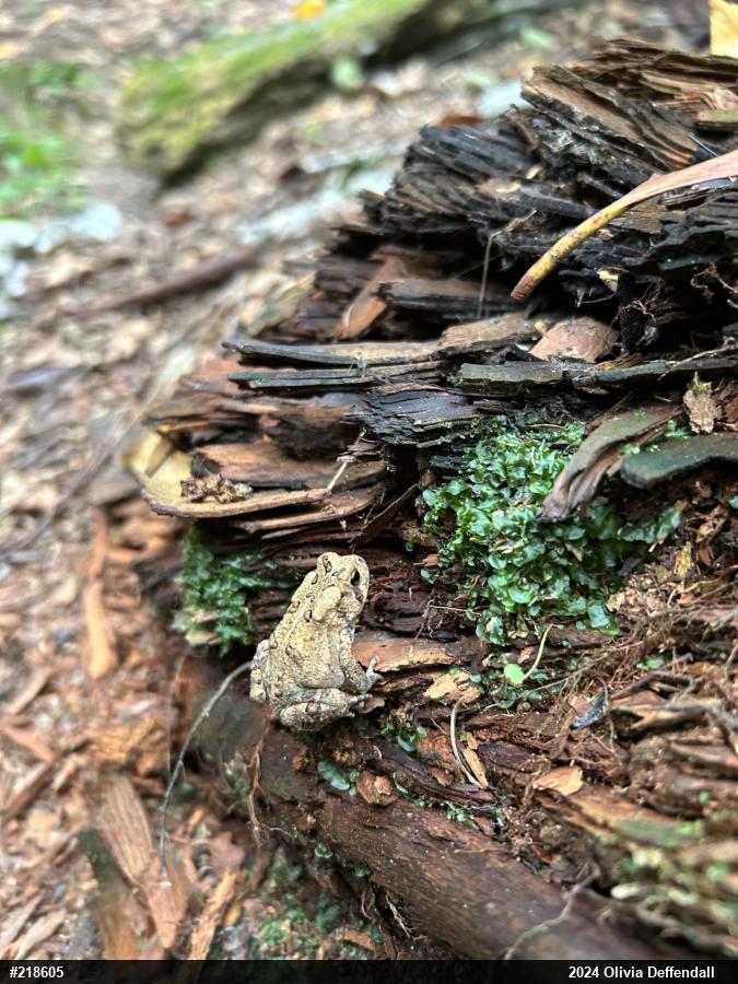 Eastern American Toad