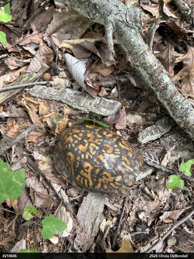 Eastern Box Turtle