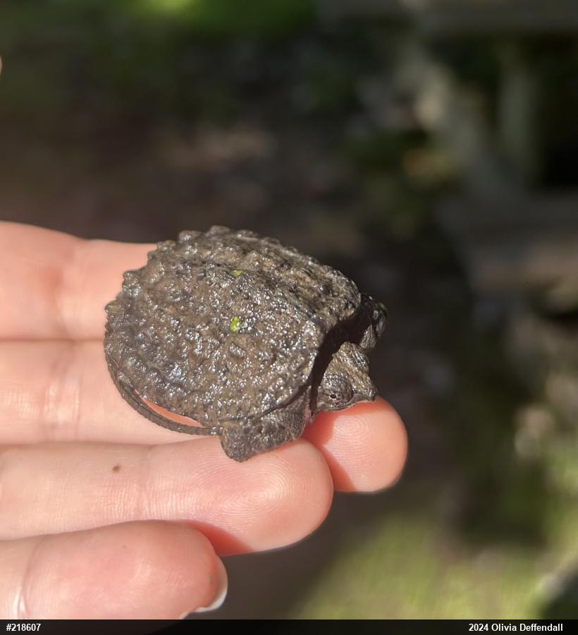 Snapping Turtle