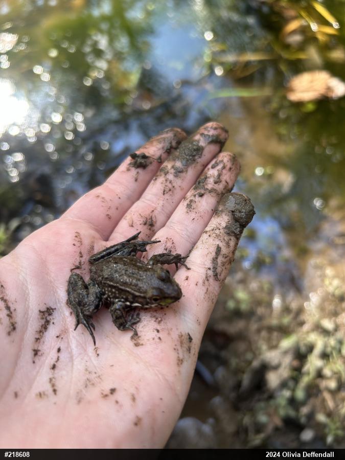 Green Frog
