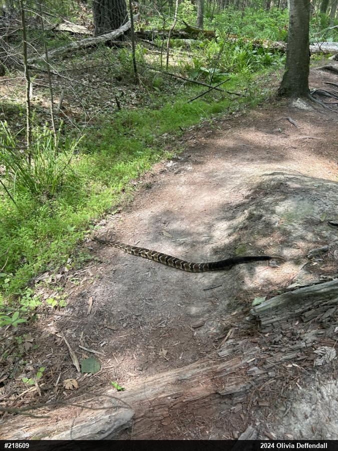 Timber Rattlesnake