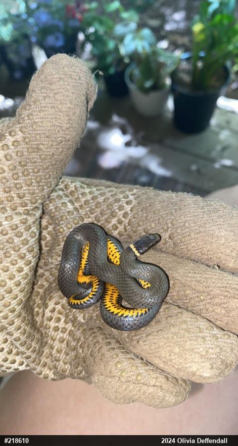 Northern Ring-necked Snake