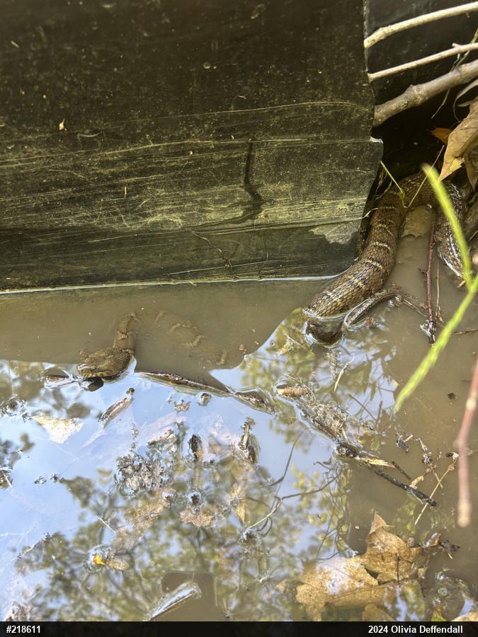 Northern Watersnake