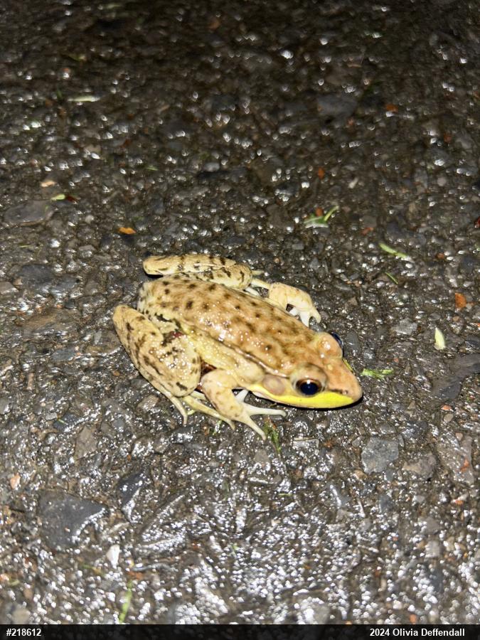Green Frog