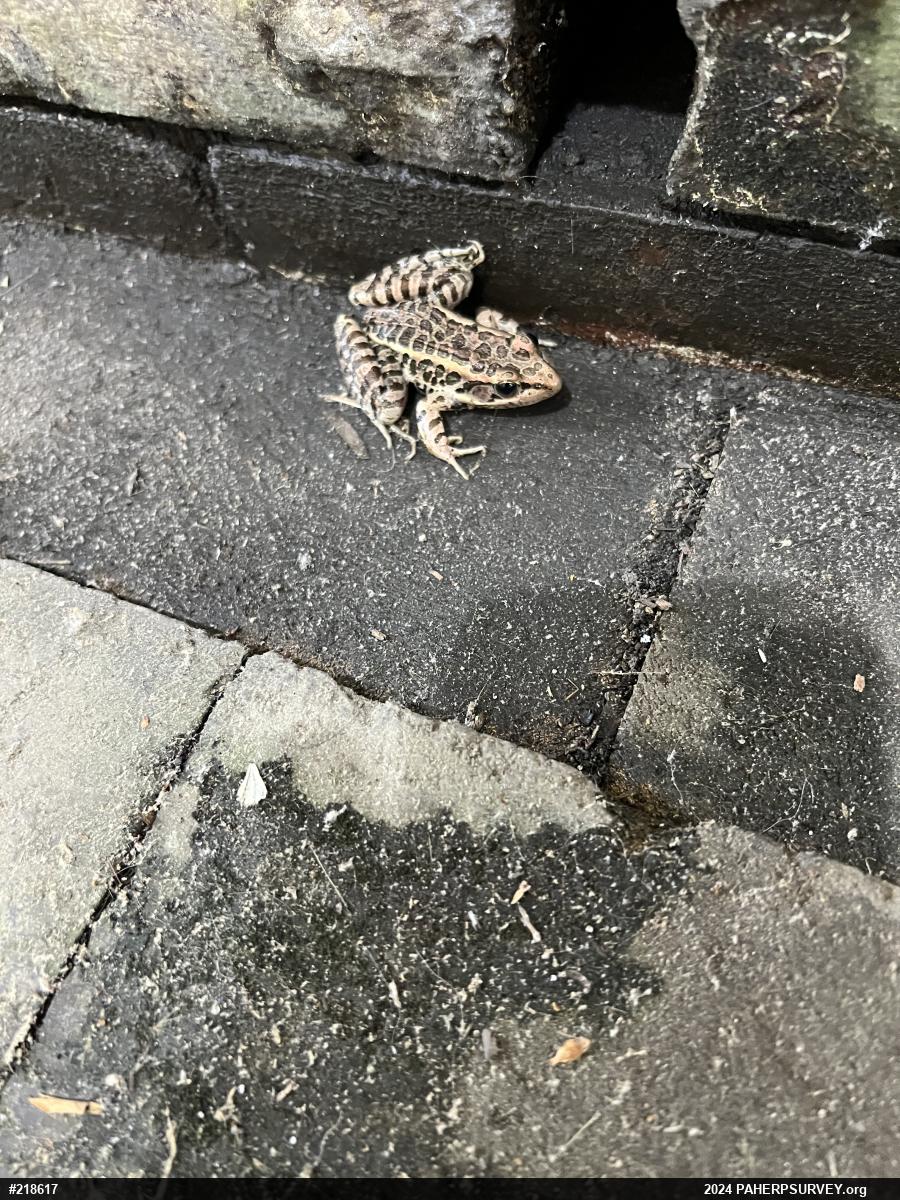Pickerel Frog