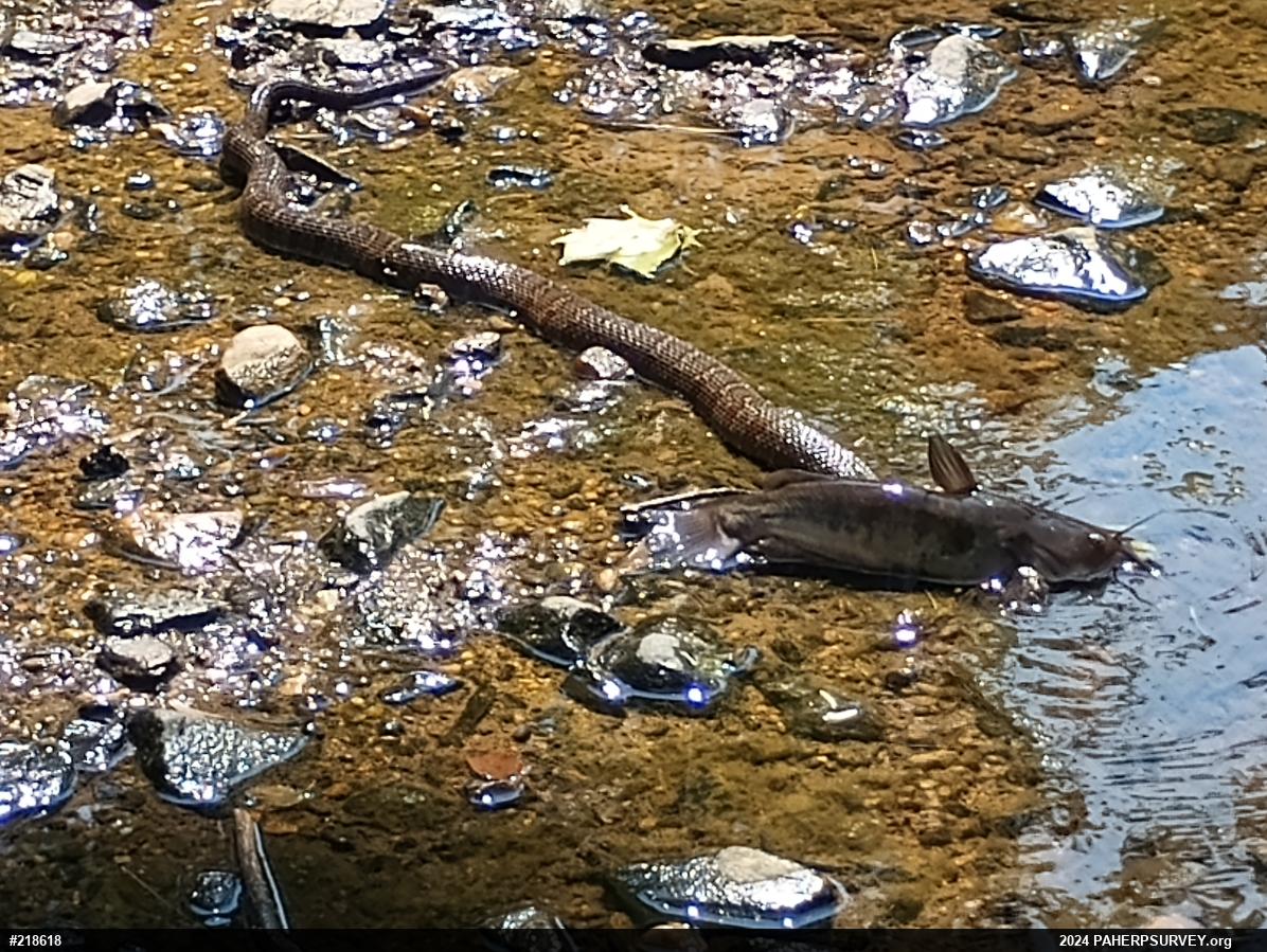 Northern Watersnake