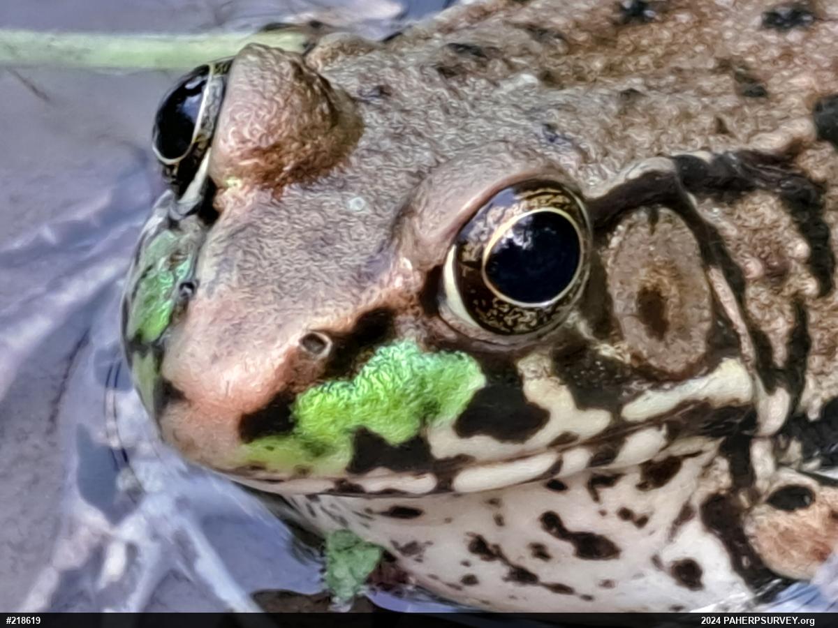 Green Frog