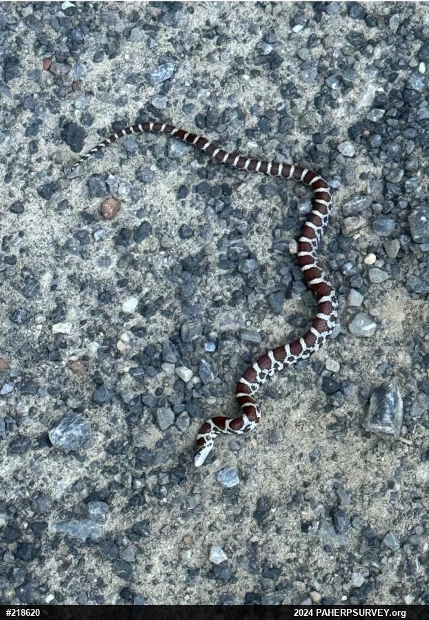Eastern Milksnake