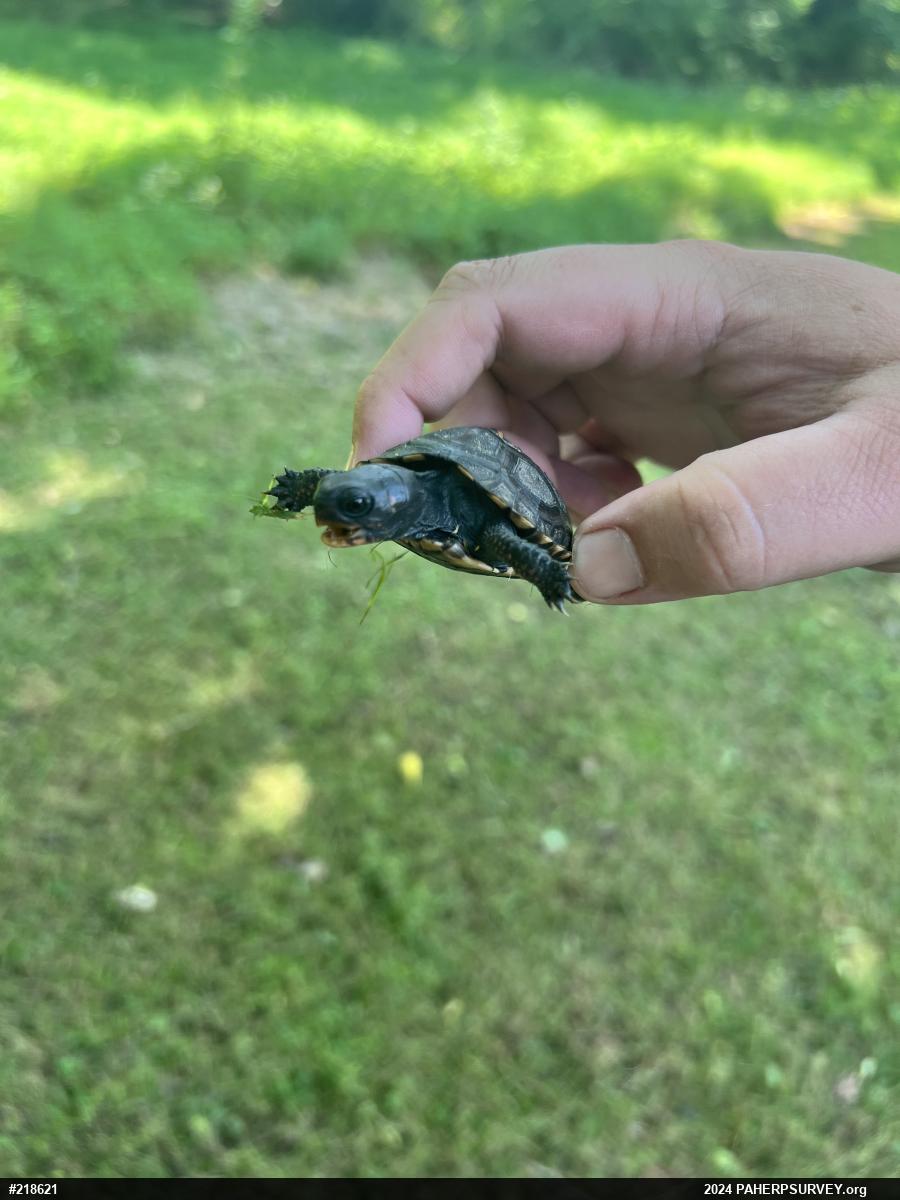 Eastern Box Turtle