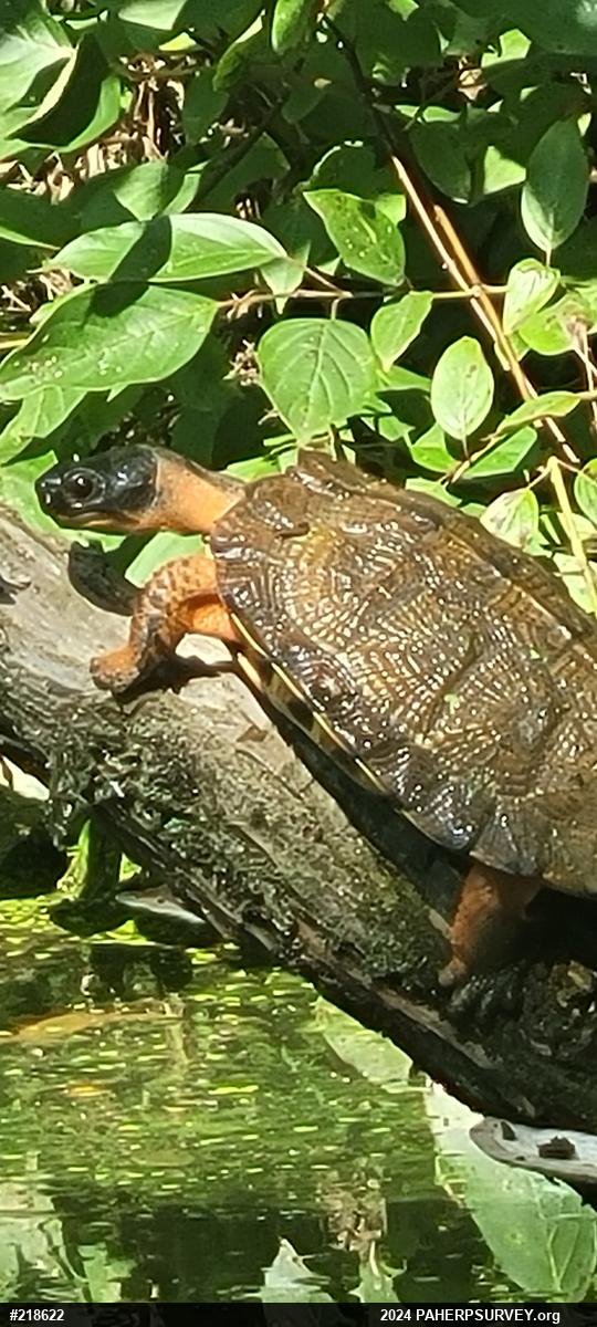 Wood Turtle