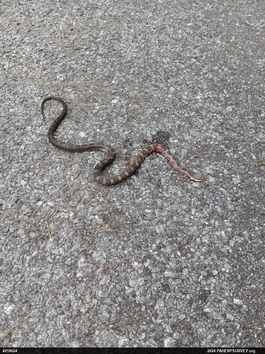Eastern Ratsnake
