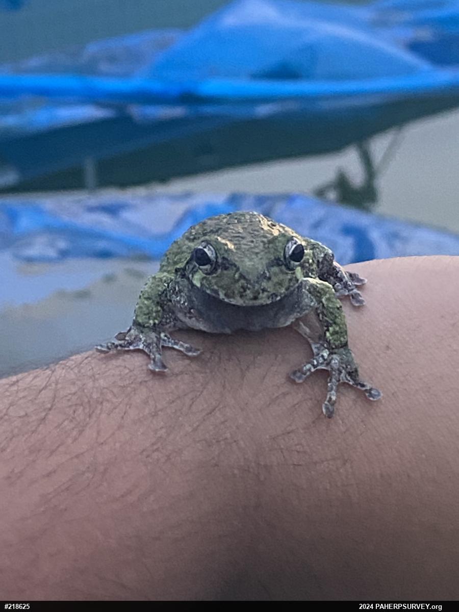Unknown Gray Treefrog