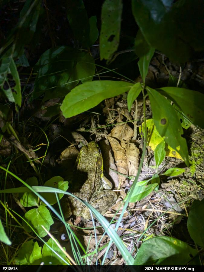 Green Frog