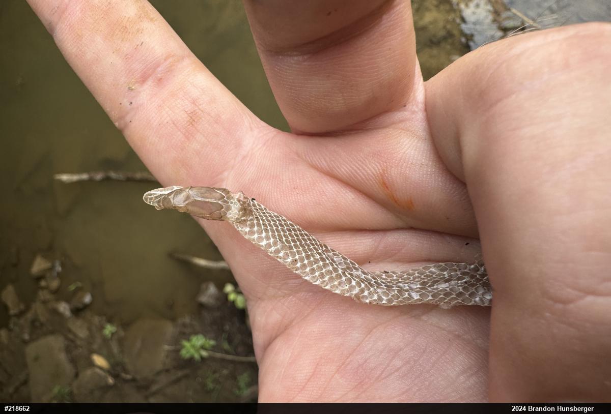 Northern Ring-necked Snake