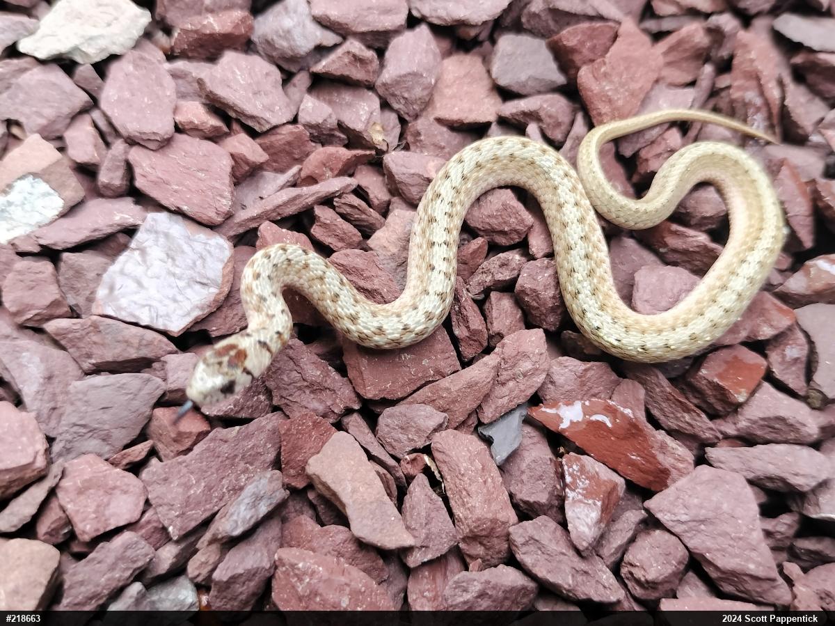 Dekay's Brownsnake