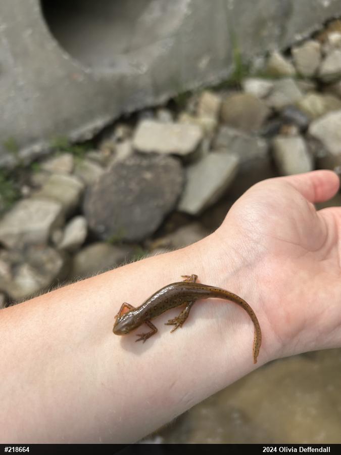 Red-spotted Newt
