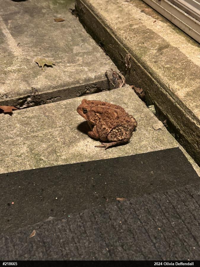 Eastern American Toad