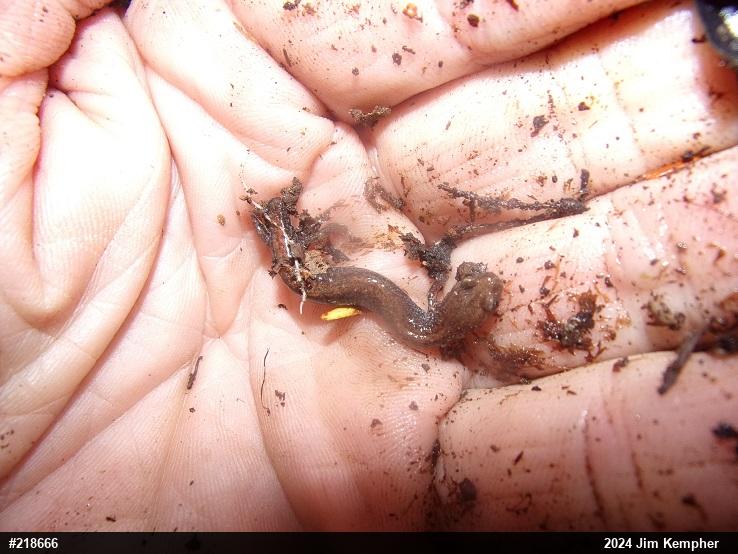 Eastern Red-backed  Salamander