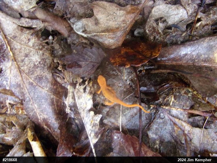 Red-spotted Newt