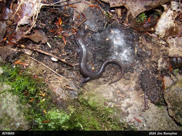 Wehrle's Salamander