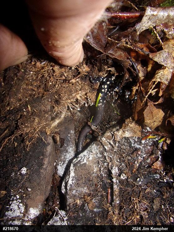 Northern Slimy Salamander