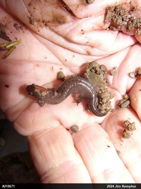 Allegheny Mountain Dusky Salamander