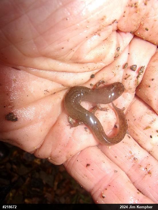 Northern Spring Salamander
