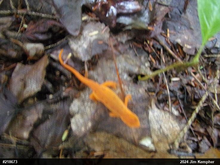 Red-spotted Newt