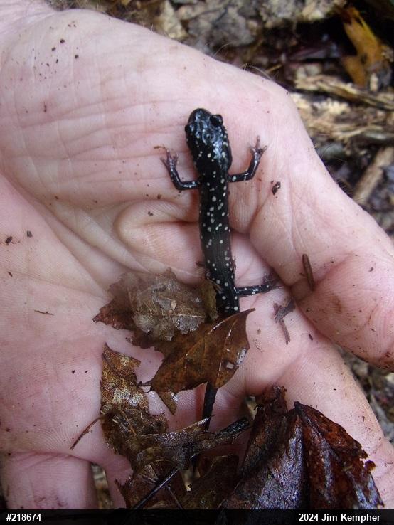 Northern Slimy Salamander