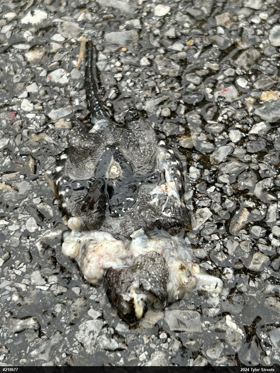 Snapping Turtle