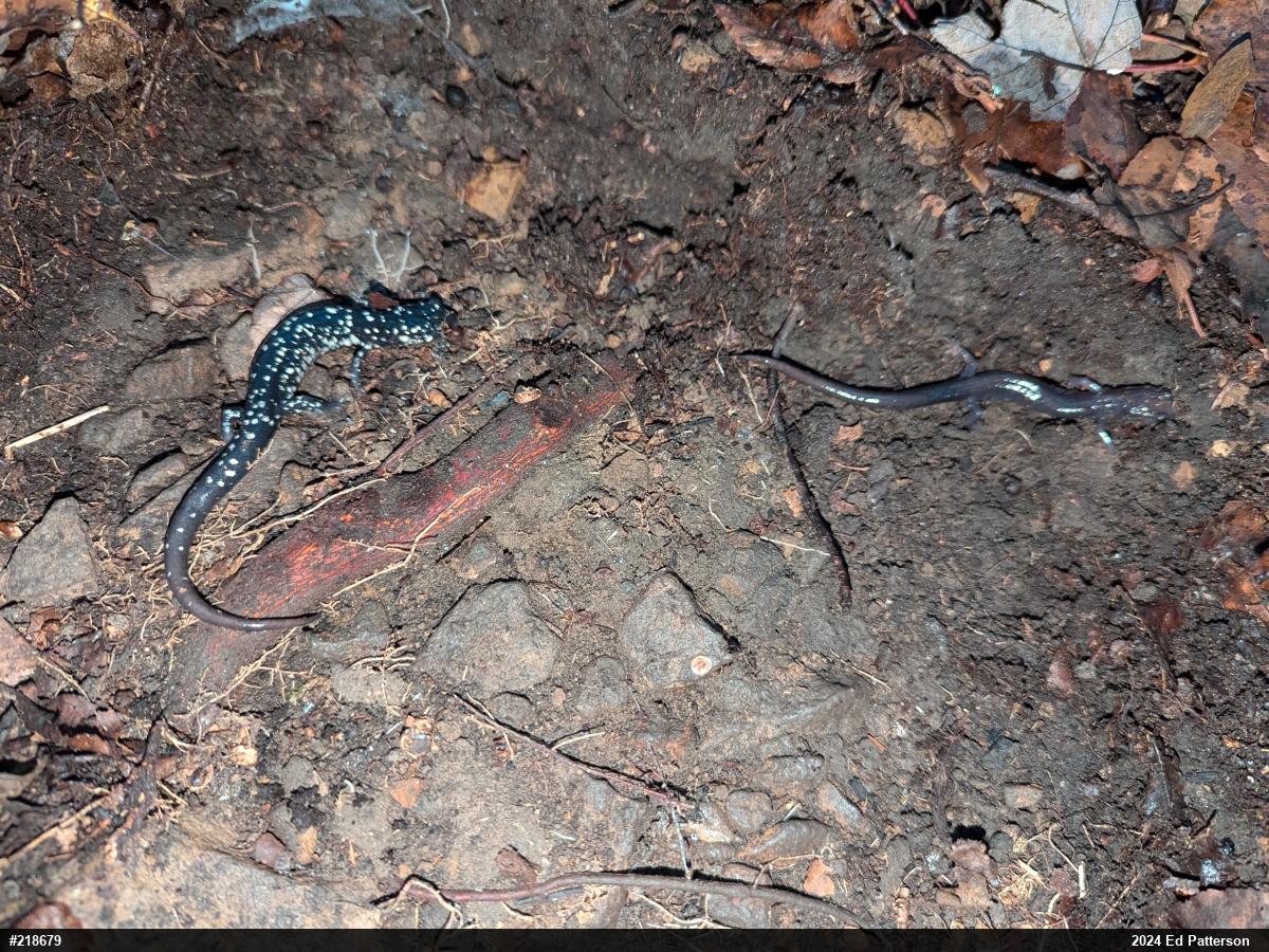 Northern Slimy Salamander