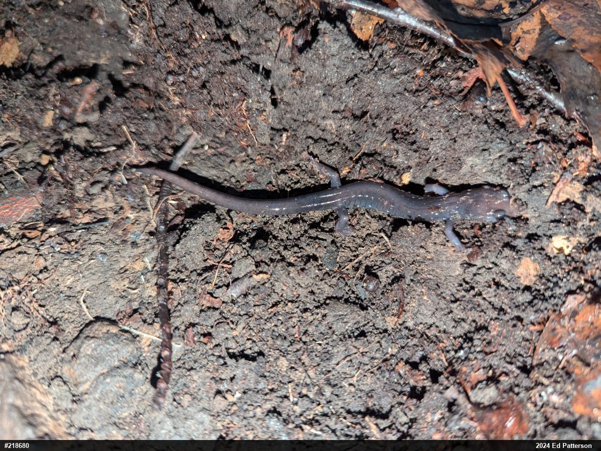 Wehrle's Salamander