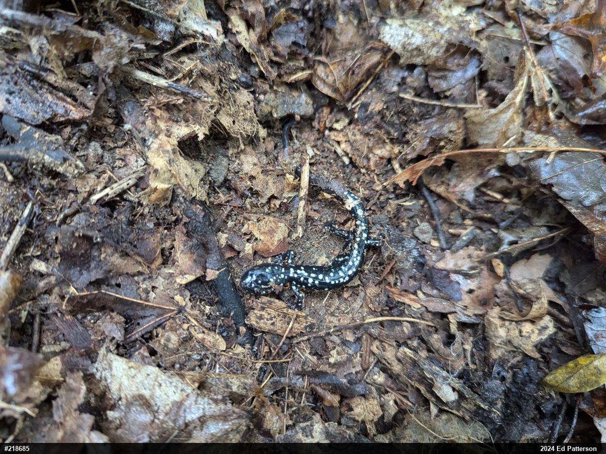 Northern Slimy Salamander