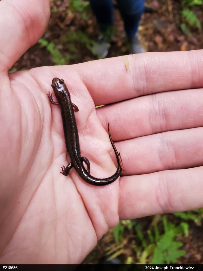 Allegheny Mountain Dusky Salamander