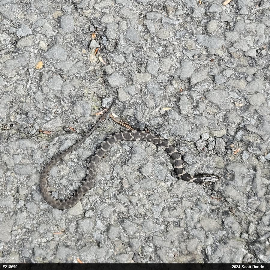 Northern Watersnake