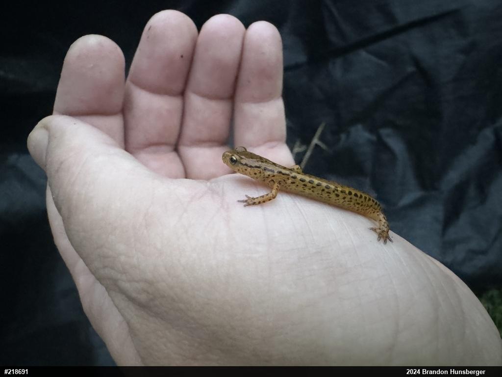 Eastern Long-tailed Salamander
