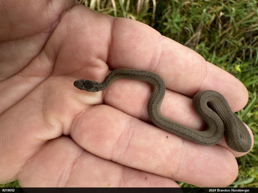 Dekay's Brownsnake