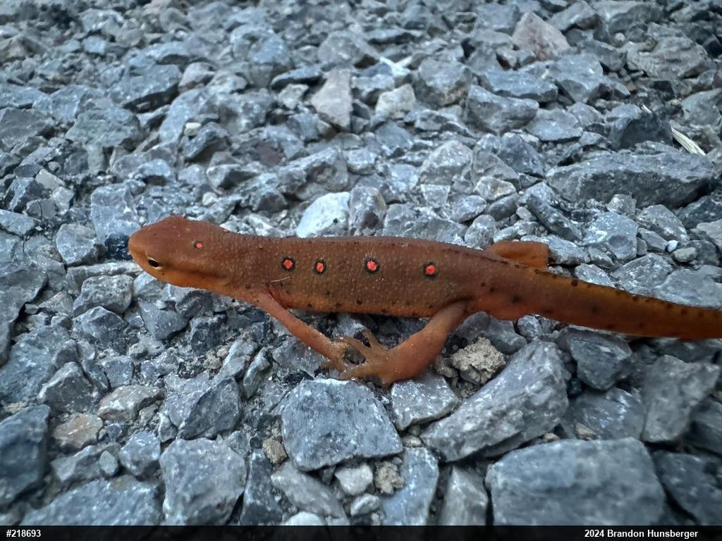 Red-spotted Newt
