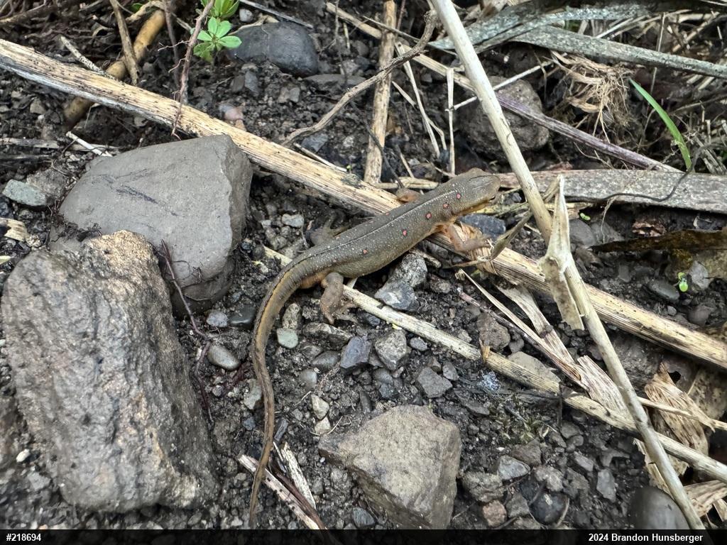 Red-spotted Newt