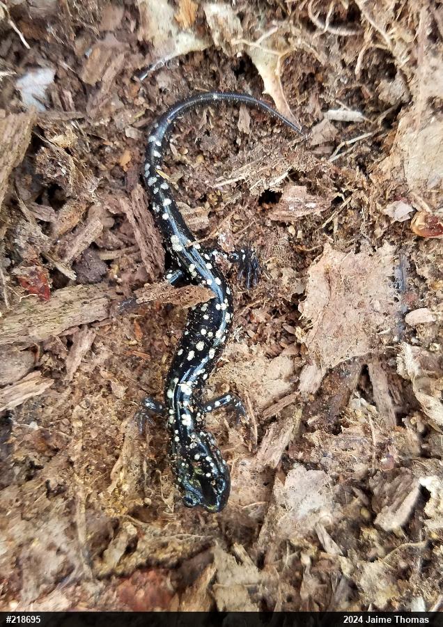 Northern Slimy Salamander