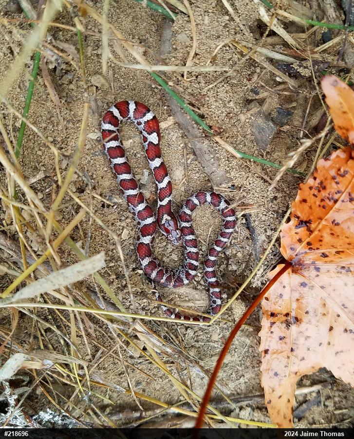 Eastern Milksnake