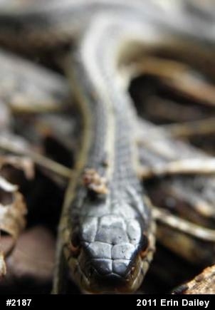 Eastern Gartersnake