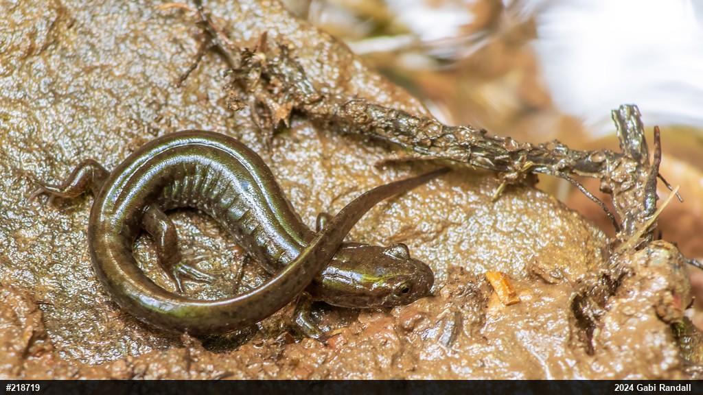 Northern Dusky Salamander