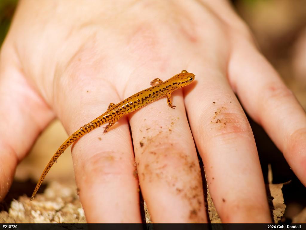Eastern Long-tailed Salamander