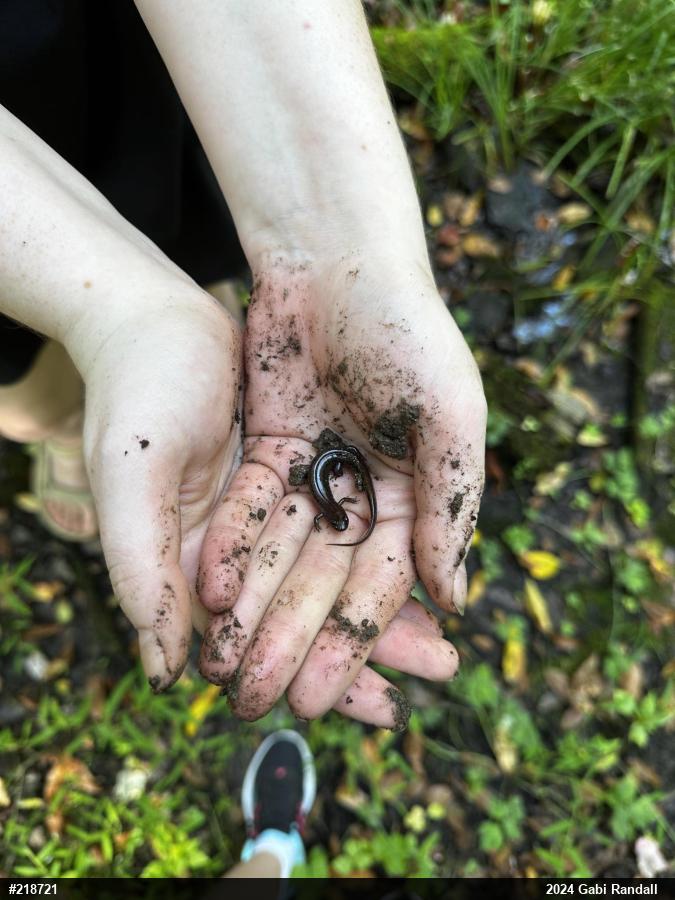 Northern Dusky Salamander