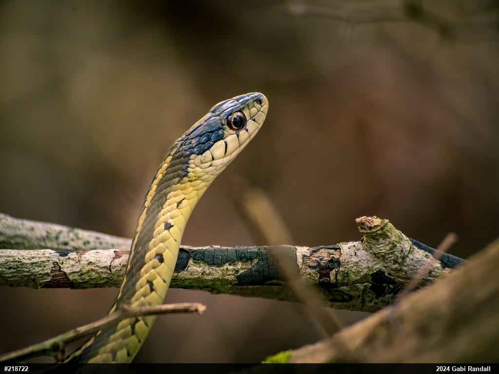 Eastern Gartersnake