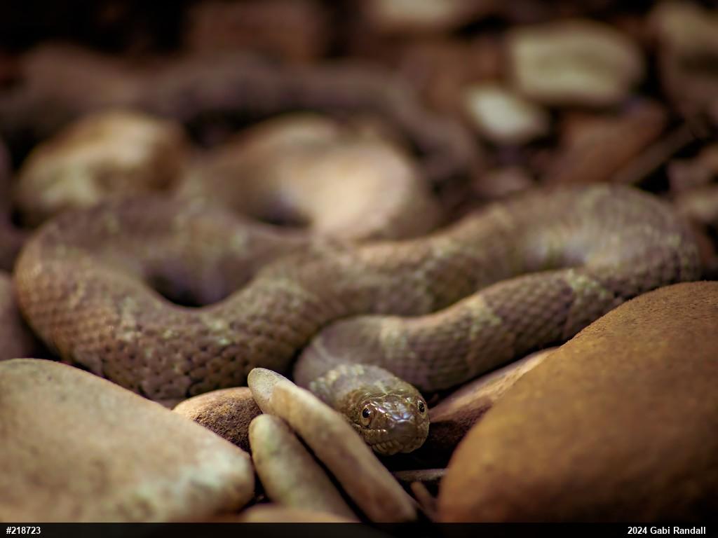 Northern Watersnake