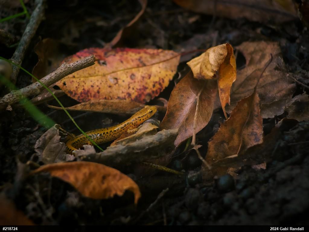 Eastern Long-tailed Salamander