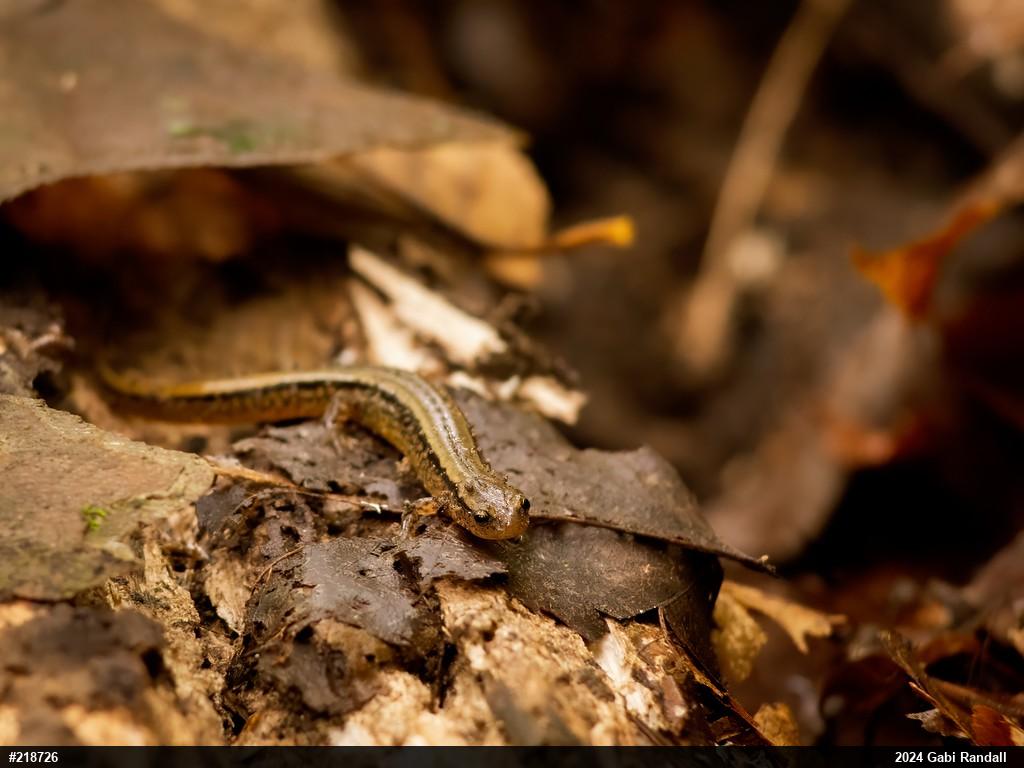 Northern Two-lined Salamander